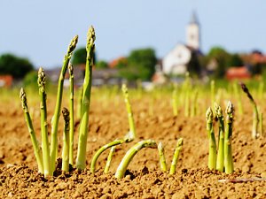 grüner Spargel im Feld